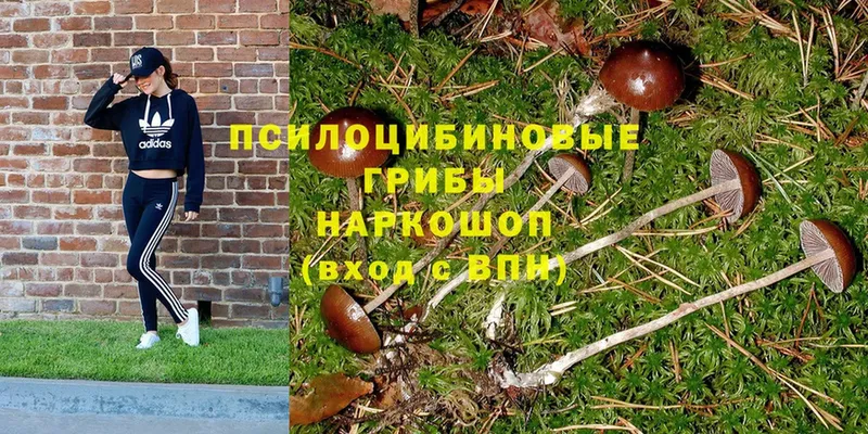 купить наркоту  кракен рабочий сайт  Галлюциногенные грибы MAGIC MUSHROOMS  Бутурлиновка 